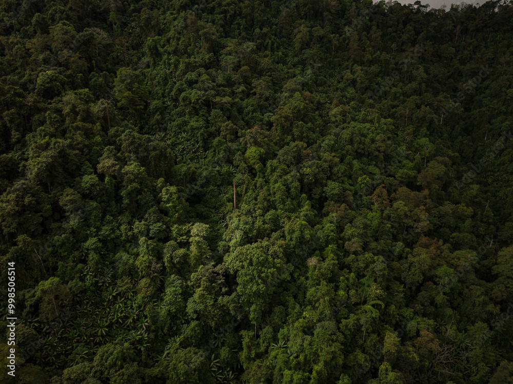 A rural road winds through a serene mountain vista, bordered by lush green forest under a blue sky at dawn in Doi Phuka National Park, Nan Province, Thailand A rural road winds through a serene mountain vista, bordered by lush green forest under a blue sky at dawn in Doi Phuka National Park, Nan Province, Thailand