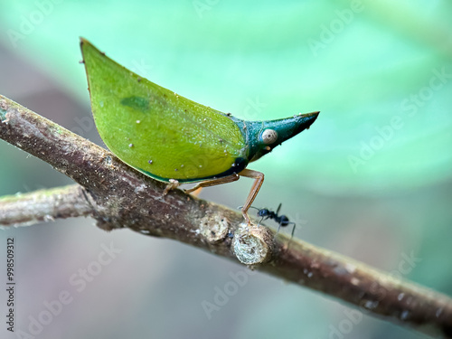 Close up of planthopper (Fulgoroidea) photo