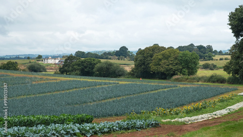 Farming landscape in Devon in late summer with crops of cabbages, sprouts and sunflowers edging a main crop of organic leeks ( Allium ampeloprasum ). Leeks can be grown all year round in the area