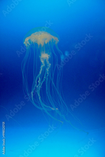Translucent jellyfish swimming gracefully in blue ocean water
