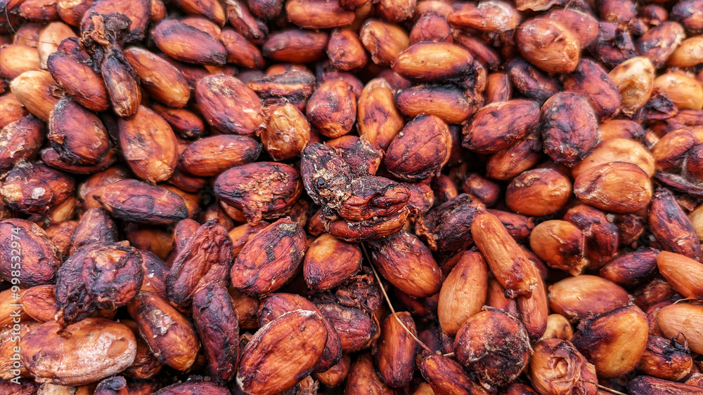 Selective focus of Cacao beans or chocolate fruit are the fruit seeds of the cacao tree (Theobroma cacao). buah kakao Selective focus of Cacao beans or chocolate fruit are the fruit seeds of the cacao tree (Theobroma cacao). buah kakao