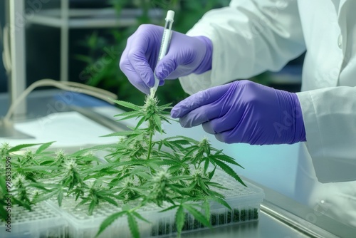 Cannabis Lab Examination, Scientist in Gloves Inspects Plant in Controlled Environment