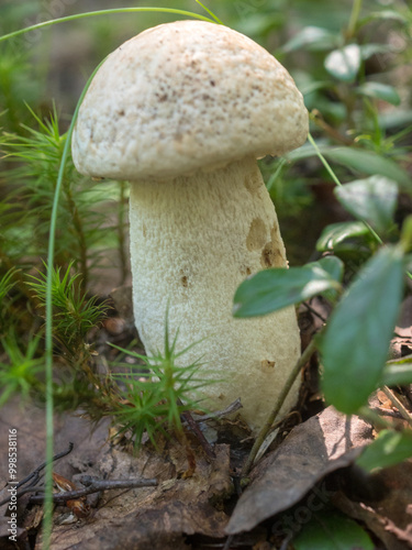 boletus in the forest close up