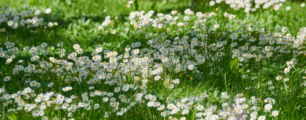 Garden, flowers and environment with daisy in field for sustainability, growth and ecosystem. Biodiversity, conservation and ecology with plant in countryside for grass, blossom and spring season Garden, flowers and environment with daisy in field for sustainability, growth and ecosystem. Biodiversity, conservation and ecology with plant in countryside for grass, blossom and spring season