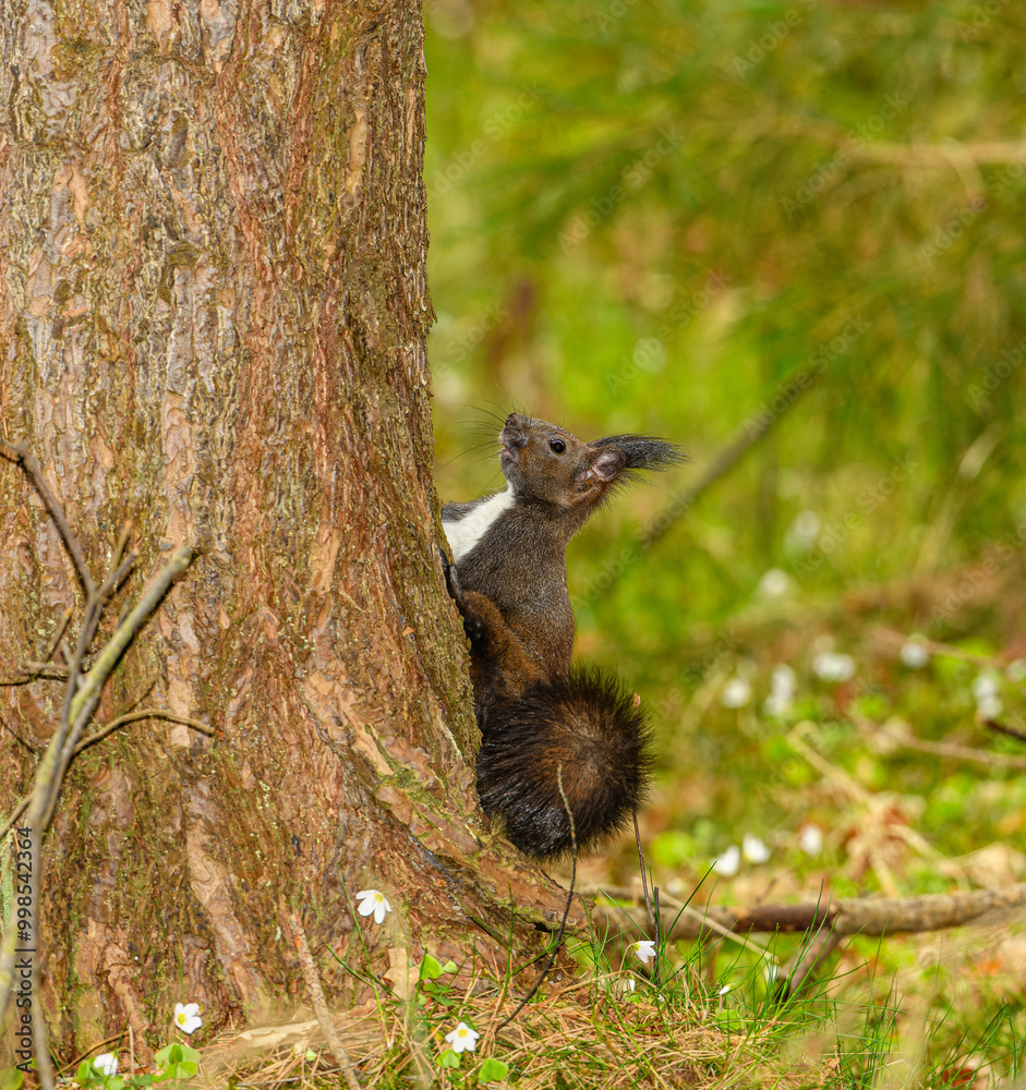 Obraz premium Eurasian red squirrel (Sciurus vulgaris) on base of stem