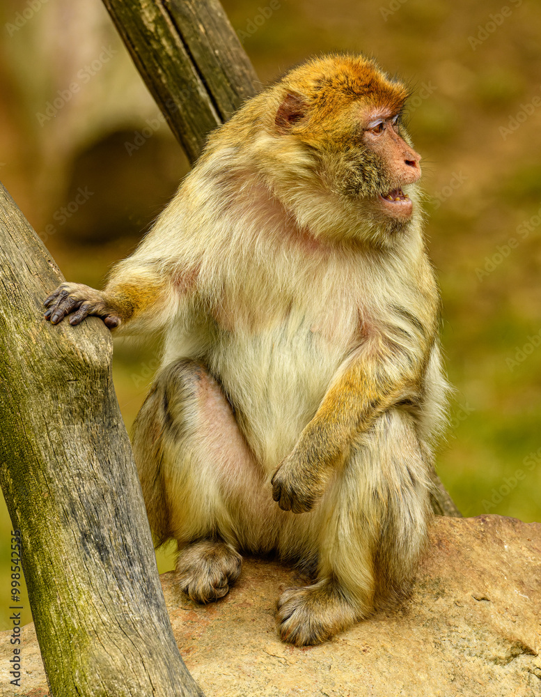 Fototapeta premium barbary macaque (Macaca sylvanus) sitting