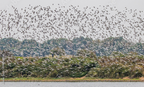 Snettisham Wader Spectacular photo