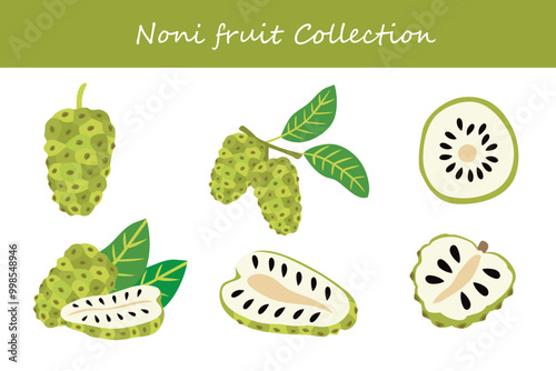 noni fruit collection in different poses. Vector illustration. photo