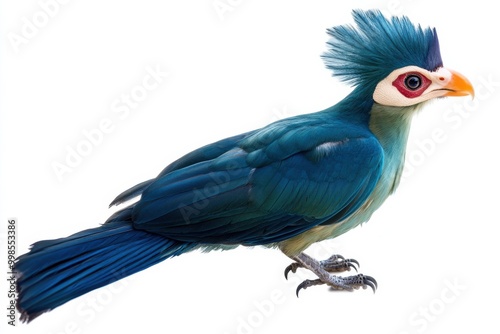 Great Blue Turaco: Large African Frugivore