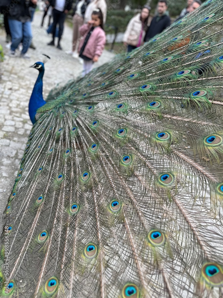 Obraz premium peacock with feathers