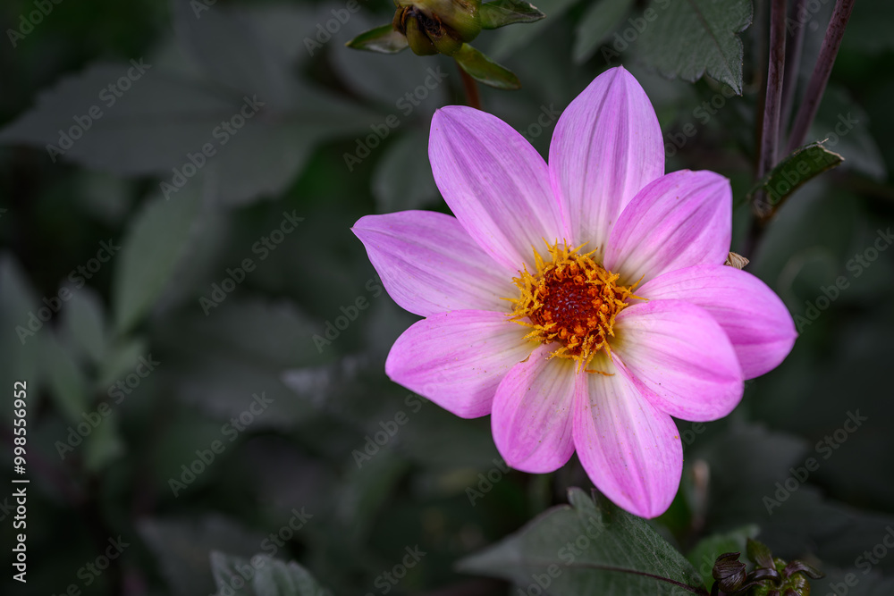 Beautiful pink dahlia flower in detail.
Beautiful pink dahlia flower in detail.