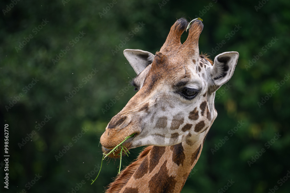 Obraz premium Close-up of the head of a giraffe eating grass. 