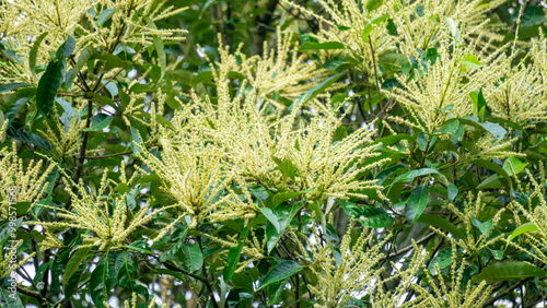 Castanea mollissima (Chinese chestnut, sarangan, berangan, Saninten, Castanopsis argentea, rambutan hutan). The nuts are edible, and the tree is widely cultivated in eastern Asia photo