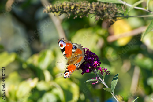 European peacock butterfly (Aglais io) perched on summer lilac in Zurich, Switzerland