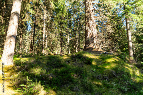 Glen Affric in the scottish Highlands photo