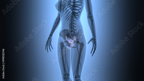 Female Reproductive System Anatomy photo