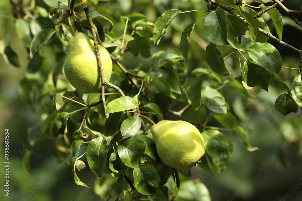 Ripe pears growing on tree in garden, closeup Ripe pears growing on tree in garden, closeup