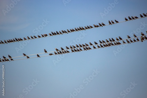 A flock of starlings sitting on the wires of an electric transmission line
