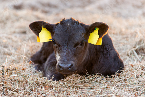 Black angus calf portrait laying in hay straw