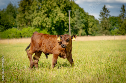 Konstfotografi Young black angus calf walking on meadow on sunny summer day