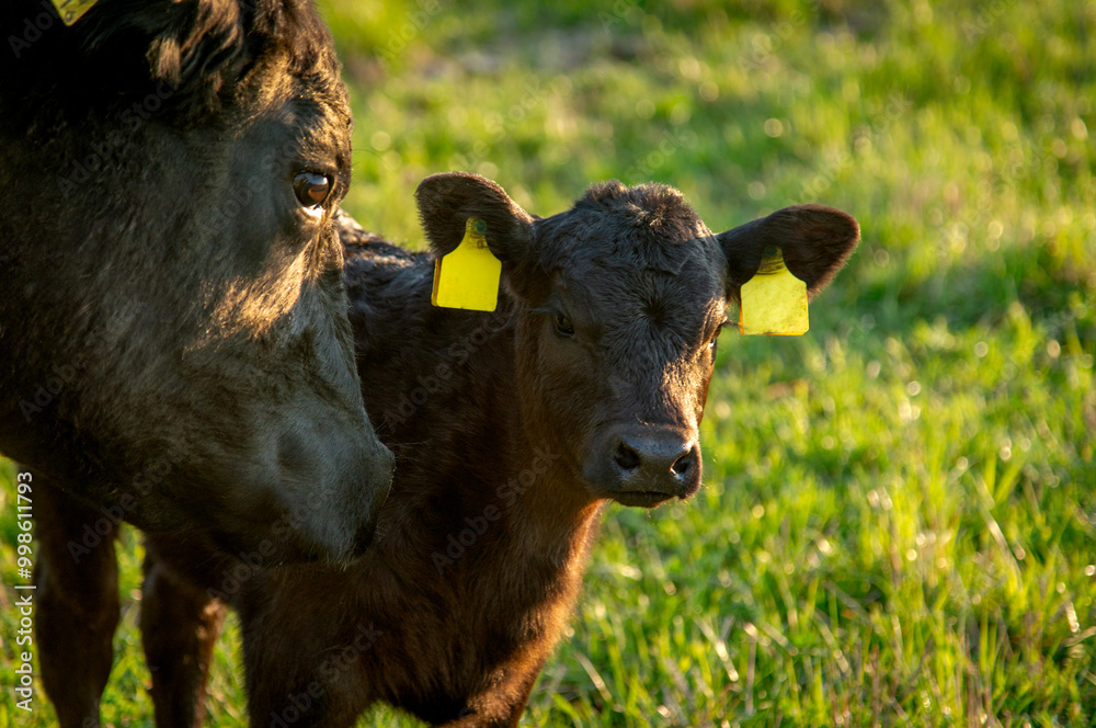 Black angus calf portrait photo Black angus calf portrait photo