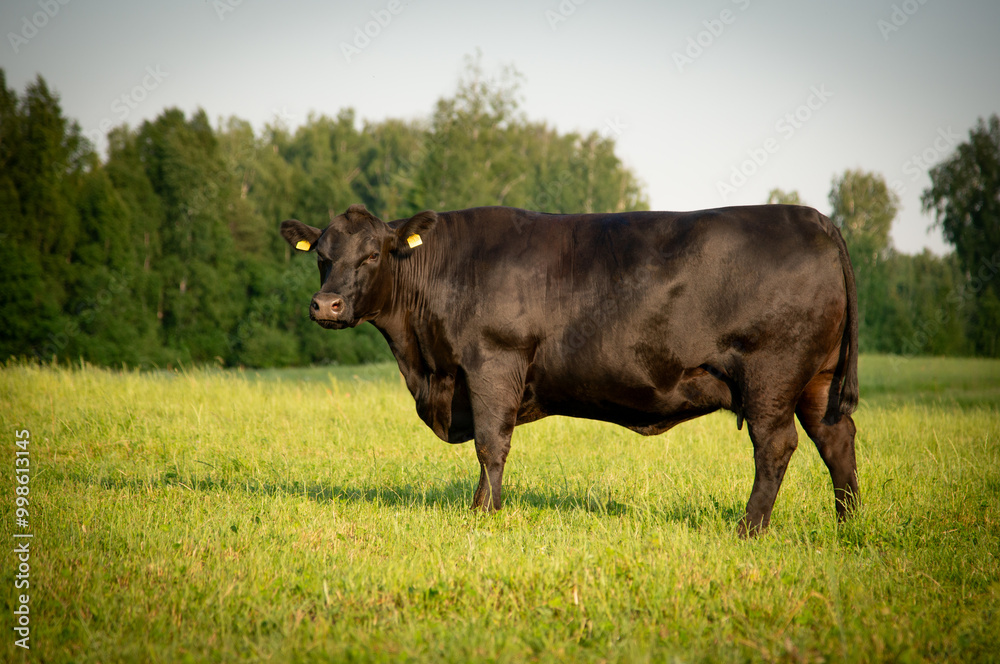 Black angus cow standing on field, forest in background, summer day. Black angus cow standing on field, forest in background, summer day.