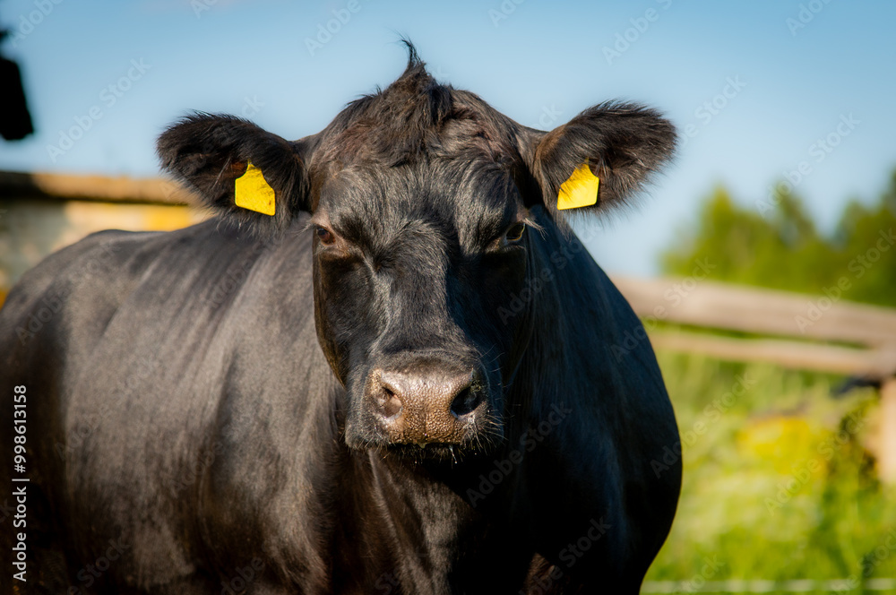 Black angus portrait on summer day in sunlight Black angus portrait on summer day in sunlight