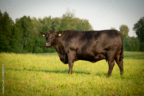 Black angus cow standing on field, forest in background, summer day.