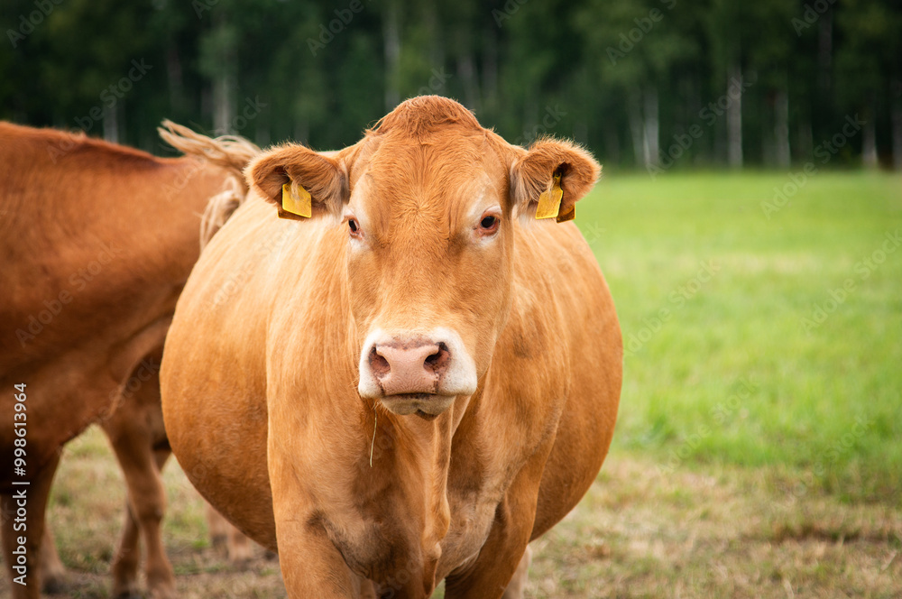 Red limousin beef cattle walking on summer day, cows and calves. Meadow. Forest in background. Suckling herd Red limousin beef cattle walking on summer day, cows and calves. Meadow. Forest in background. Suckling herd