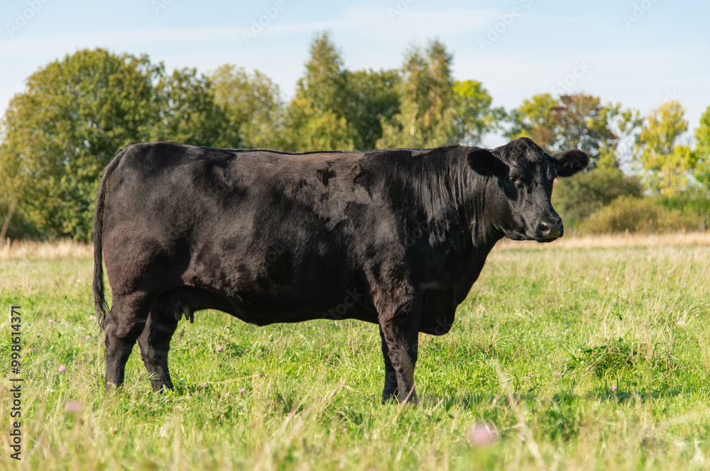 Black angus cow standing on field, forest in background, summer day. Black angus cow standing on field, forest in background, summer day.