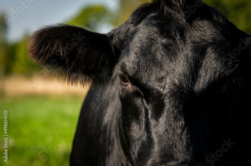 Black angus cow face close up