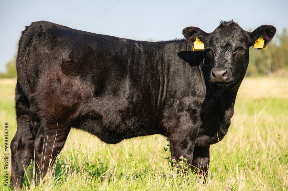 Black angus heifer calf on sunny day standing on meadow Black angus heifer calf on sunny day standing on meadow