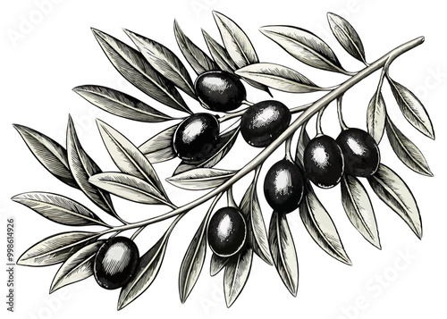 Olive branches with black olives, perfect for food packaging and Mediterranean-themed illustrations