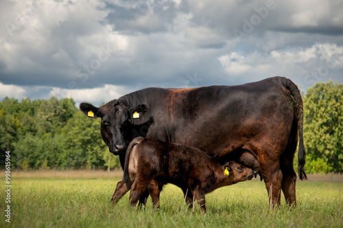 Fototapeta Naklejka Na Ścianę i Meble -  Black angus cow suckling nursing a calf in meadow on sunny summer day