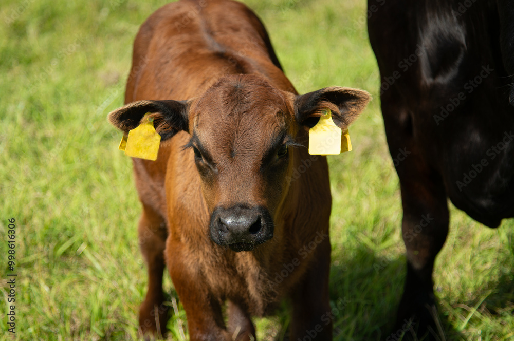 Black angus calf portrait photo