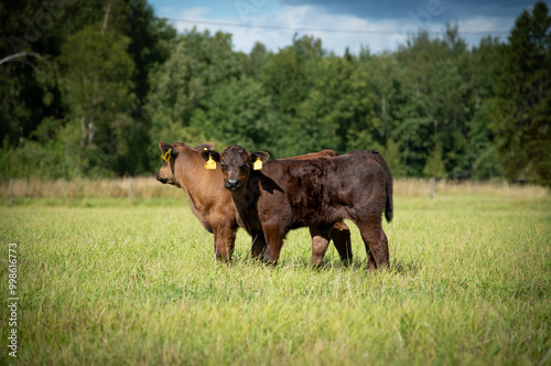 Black angus cows and calves on grassland