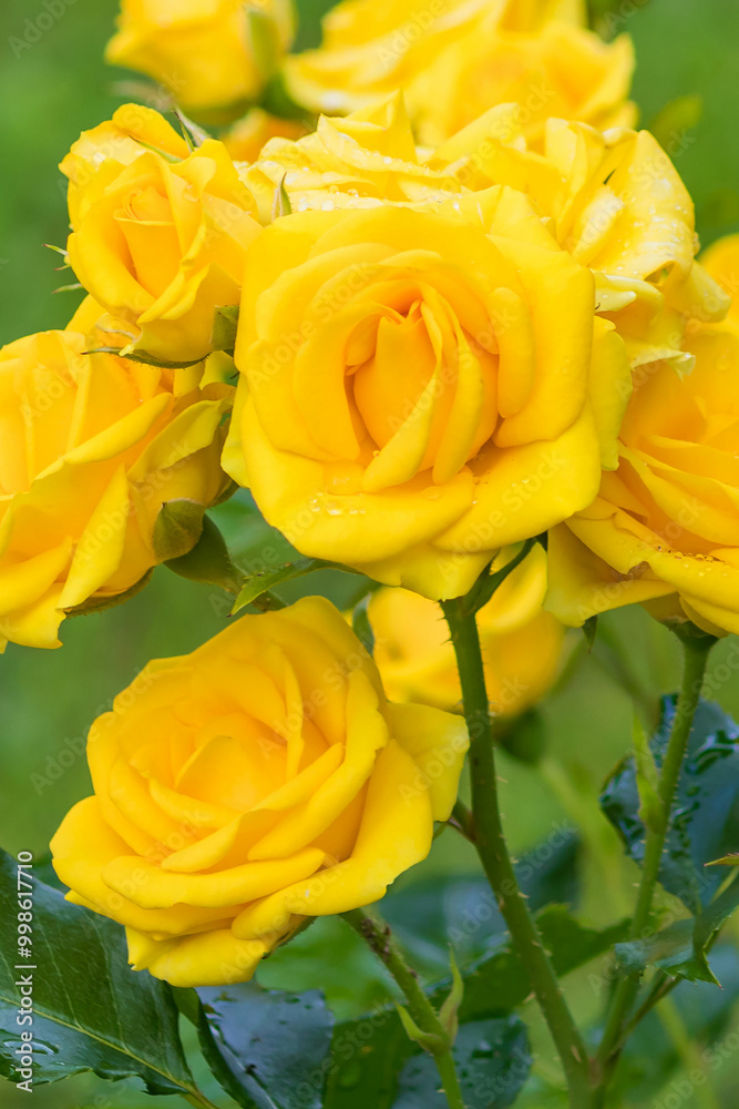 Blooming bush of yellow rose spray Sun City in a summer country yard.