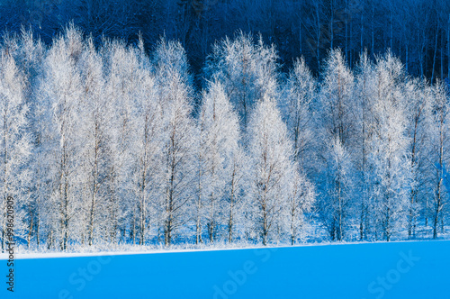 Frost-covered trees in Sweden create a winter wonderland under a clear blue sky, showcasing nature's serene beauty in the cold season photo