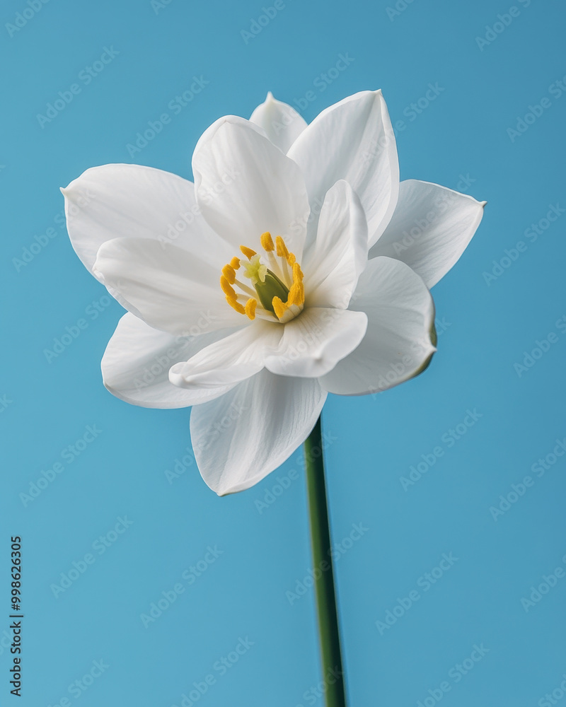 A delicate white lily blooms against a serene blue backdrop, highlighting nature's elegance and tranquility in spring's embrace A delicate white lily blooms against a serene blue backdrop, highlighting nature's elegance and tranquility in spring's embrace