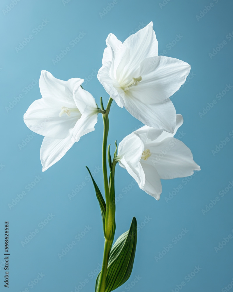 Fototapeta premium A delicate white lily blooms against a serene blue backdrop, highlighting nature's elegance and tranquility in spring's embrace
