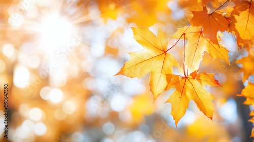 Close-up of vibrant yellow maple leaves with a soft, blurred background of golden autumn foliage and sunlight.