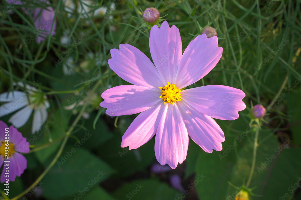 A cosmos flower in the garden up close A cosmos flower in the garden up close