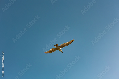 A single seagull at sea. Nature, wildlife theme, wing, feather, water bird. Blue sky over the North Sea