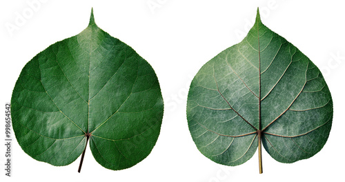 Bodhi leaf isolated on white background, heart shape