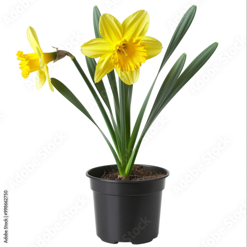 Bright Yellow Daffodils in a Black Pot