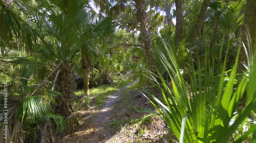 Florida jungle trail with narrow walking path through green palm rainforest and wild vegetation in southern USA