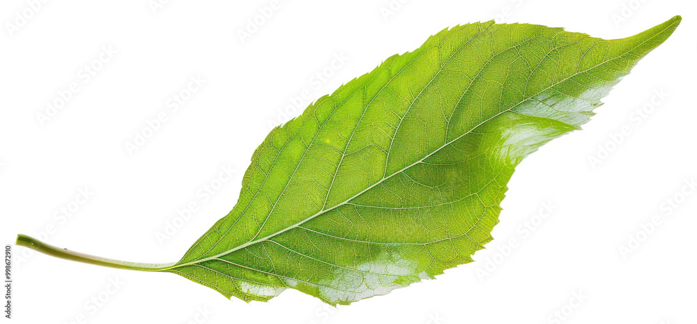 Obraz premium PNG Green leaf blowing herbal plant herbs.