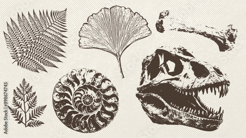 Tyrannosaurus rex, ginkgo and fern leaves, and ammonite fossil. Imprint style collection. Prehistoric life, Archeology and paleontology art. Vector