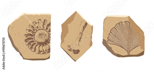 Archeologic fossil dig imprints set. Ammonite, bone, plant engraving prints. Ancient sand stone in cut. Evolution rock prehistoric art. Paleontology, history limestone. Vector