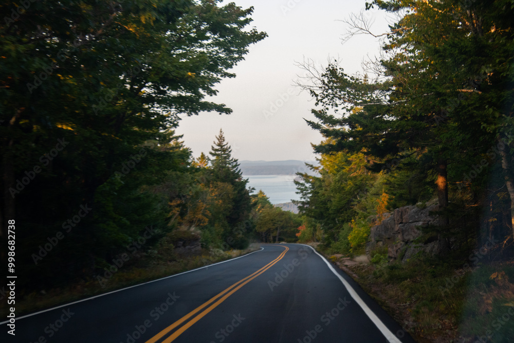 Obraz premium road in the forest